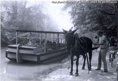 Mule pulling an excursion boat