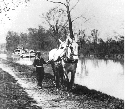 Mules pulling a freight boat